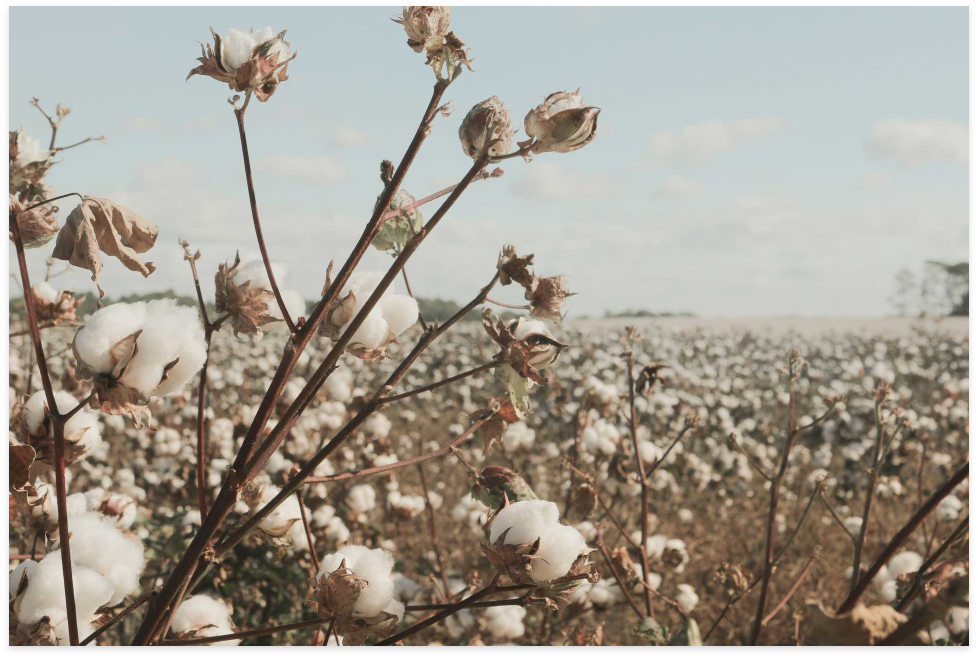 cotton fields