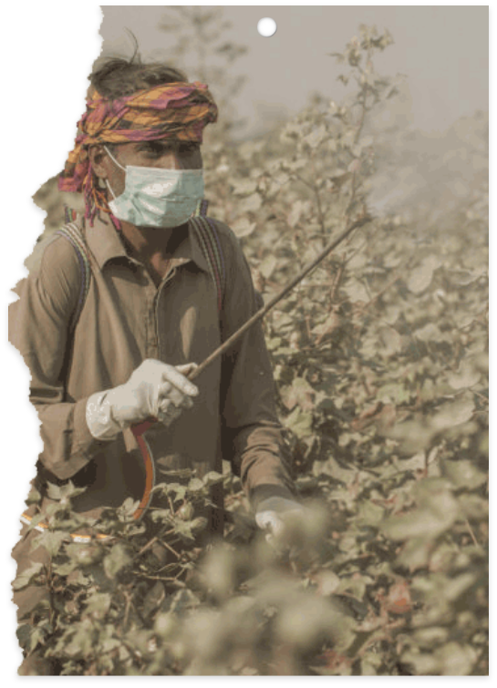 photo of a man spraying the cotton plants